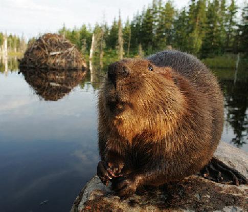 Канадский бобр - фото, описание, ареал, рацион, враги, популяция