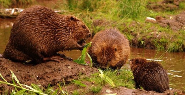Канадский бобр - фото, описание, ареал, рацион, враги, популяция