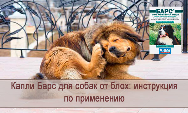Капли Барс для собак – назначение, инструкция, отзывы