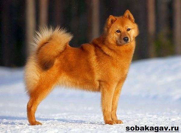Карело-финская лайка: фото, описание, характер, содержание, отзывы