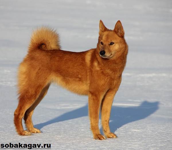 Карело-финская лайка: фото, описание, характер, содержание, отзывы