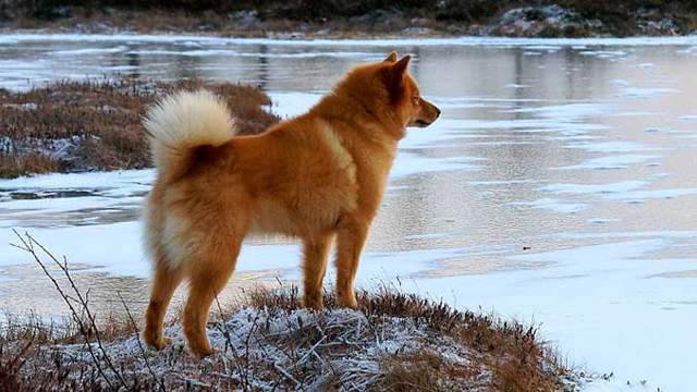 Карело-финская лайка: фото, описание, характер, содержание, отзывы