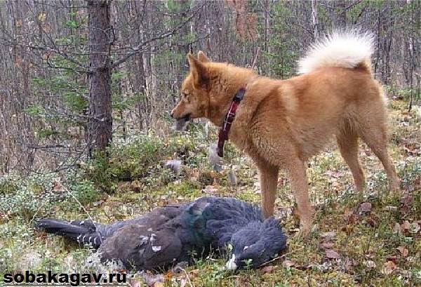 Карело-финская лайка: фото, описание, характер, содержание, отзывы