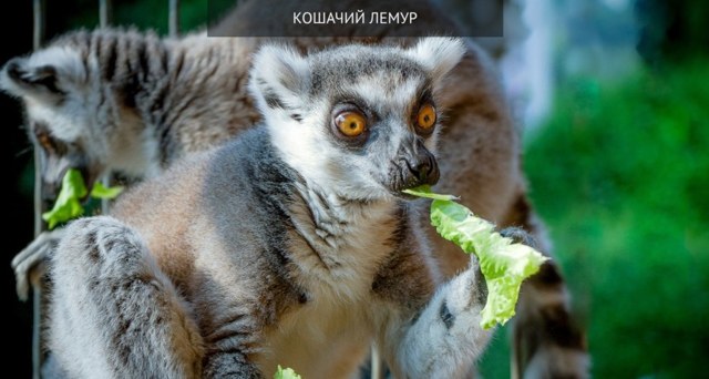 Карликовые лемуры – фото, описание, виды, ареал, рацион, враги