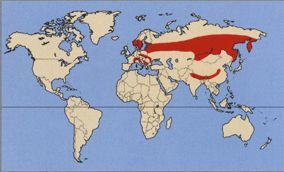 Кедровка – фото, описание, ареал, питание, враги, размножение