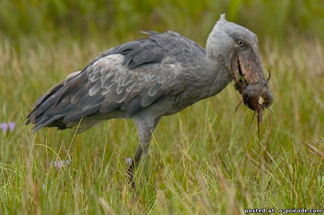 Китоглав - фото, описание, ареал, рацион, враги, популяция