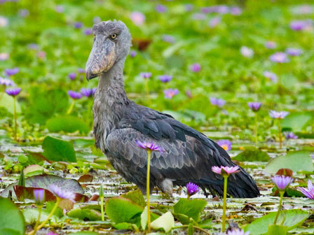 Китоглав - фото, описание, ареал, рацион, враги, популяция