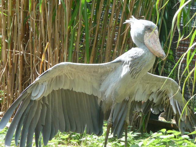 Китоглав - фото, описание, ареал, рацион, враги, популяция