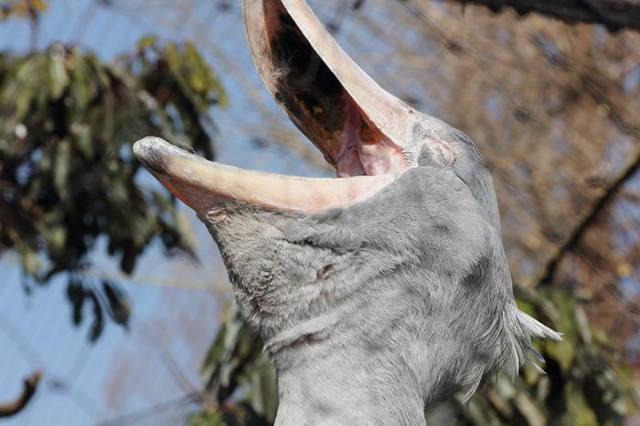 Китоглав - фото, описание, ареал, рацион, враги, популяция