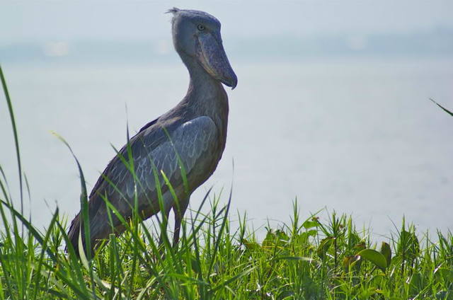 Китоглав - фото, описание, ареал, рацион, враги, популяция
