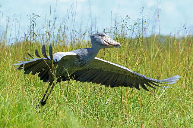 Китоглав - фото, описание, ареал, рацион, враги, популяция