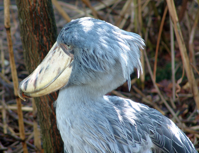Китоглав - фото, описание, ареал, рацион, враги, популяция