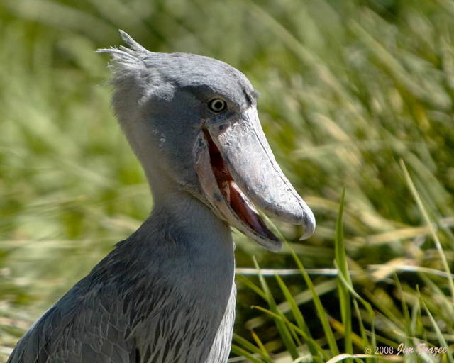 Китоглав - фото, описание, ареал, рацион, враги, популяция