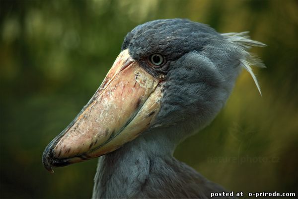 Китоглав - фото, описание, ареал, рацион, враги, популяция