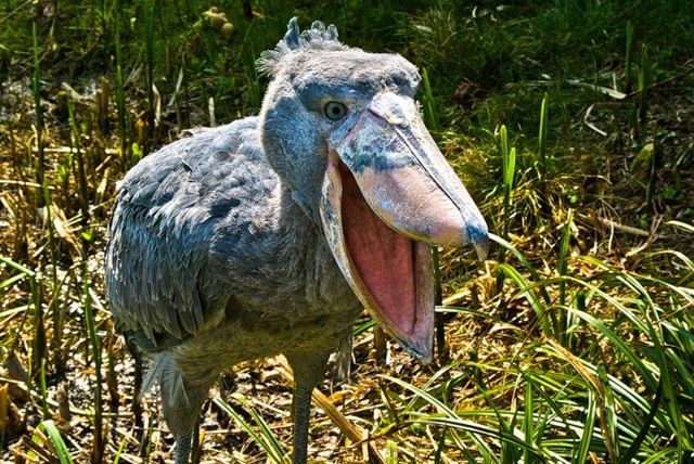 Китоглав - фото, описание, ареал, рацион, враги, популяция