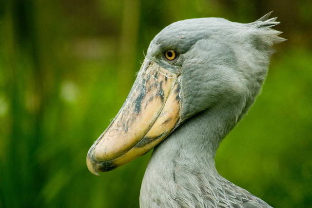Китоглав - фото, описание, ареал, рацион, враги, популяция