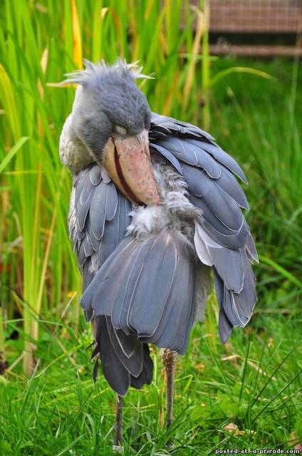Китоглав - фото, описание, ареал, рацион, враги, популяция