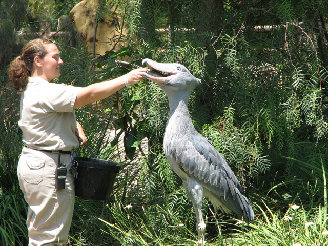 Китоглав - фото, описание, ареал, рацион, враги, популяция
