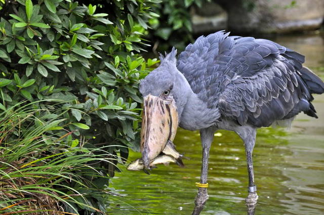 Китоглав - фото, описание, ареал, рацион, враги, популяция