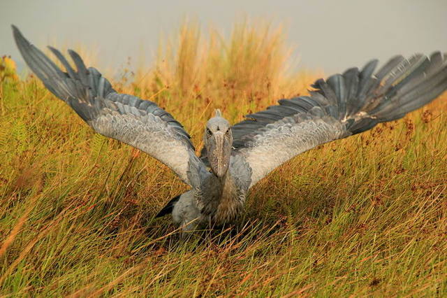 Китоглав - фото, описание, ареал, рацион, враги, популяция