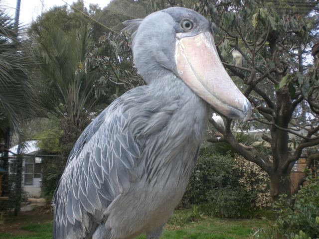 Китоглав - фото, описание, ареал, рацион, враги, популяция