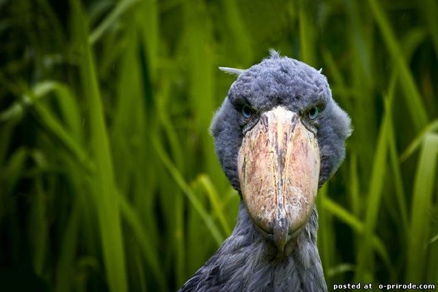 Китоглав — фото, описание, ареал, рацион, враги, популяция — Животный мир