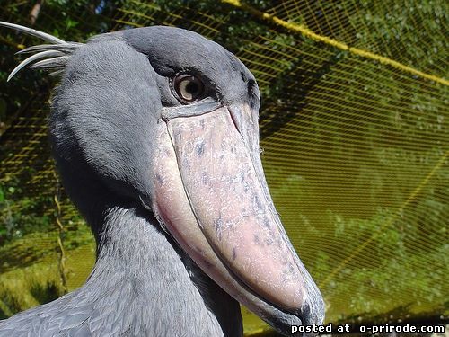 Китоглав - фото, описание, ареал, рацион, враги, популяция