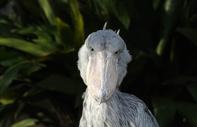 Китоглав - фото, описание, ареал, рацион, враги, популяция