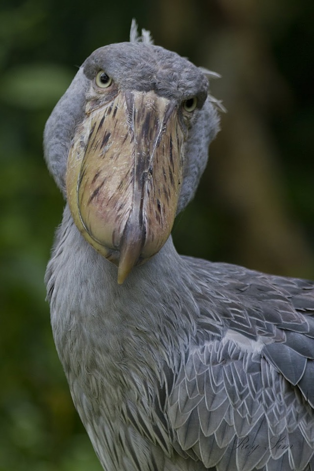 Китоглав - фото, описание, ареал, рацион, враги, популяция