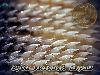 Китовая акула – фото, описание, ареал, рацион, враги, популяция