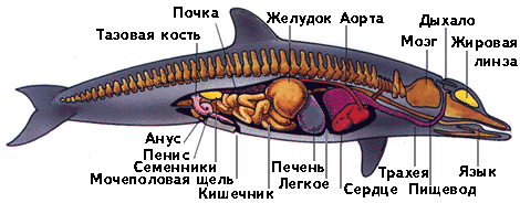 Киты – фото, описание, ареал, рацион, враги, популяция