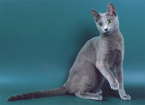 Класс кошки: show (Шоу), breed (Брид), pat (Пэт)