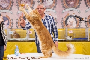 Класс кошки: show (Шоу), breed (Брид), pat (Пэт)