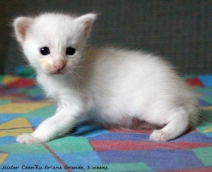 Класс кошки: show (Шоу), breed (Брид), pat (Пэт)