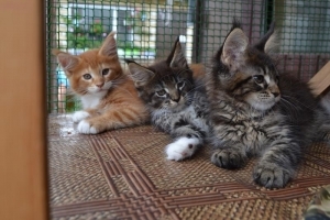 Класс кошки: show (Шоу), breed (Брид), pat (Пэт)