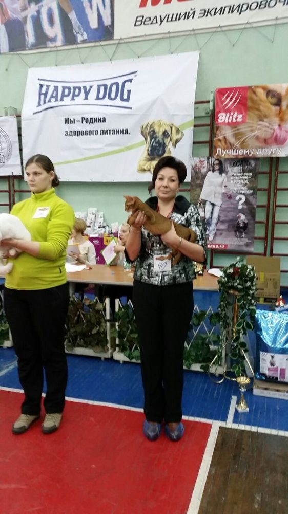 Класс кошки: show (Шоу), breed (Брид), pat (Пэт)