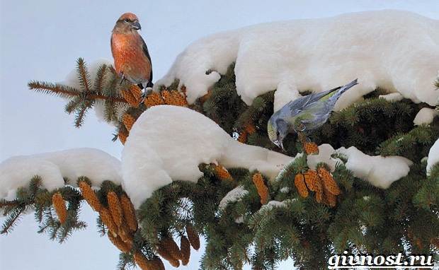 Клест – фото, описание, ареал, питание, размножение