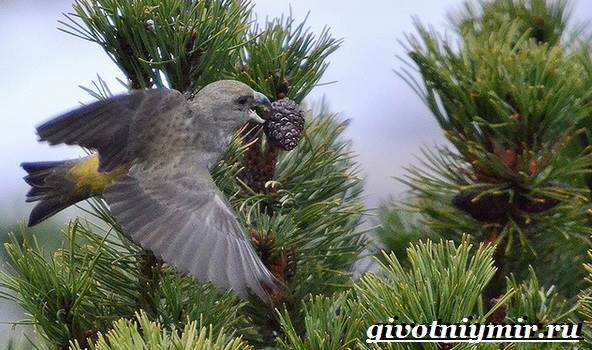 Клест – фото, описание, ареал, питание, размножение