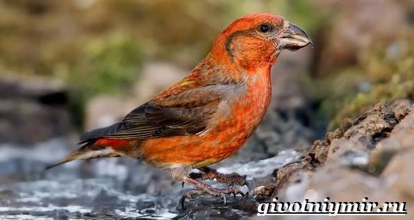 Клест – фото, описание, ареал, питание, размножение