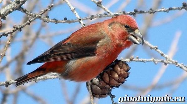 Клест – фото, описание, ареал, питание, размножение