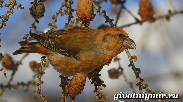 Клест – фото, описание, ареал, питание, размножение
