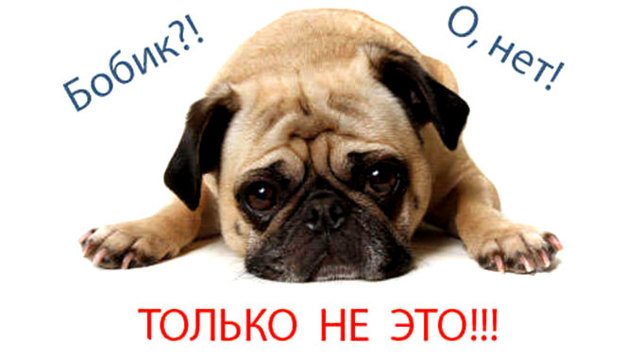 Клички для собак или как назвать щенка