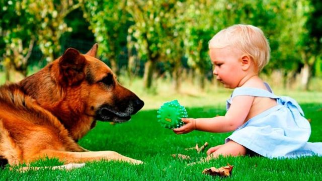 Клички для собак или как назвать щенка