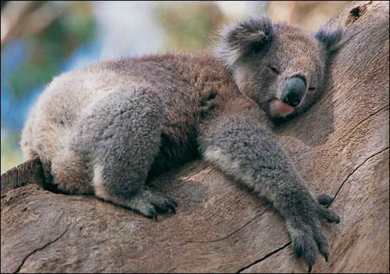 Коала – фото, описание, ареал, питание, разможение, популяция