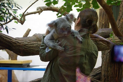 Коала – фото, описание, ареал, питание, разможение, популяция