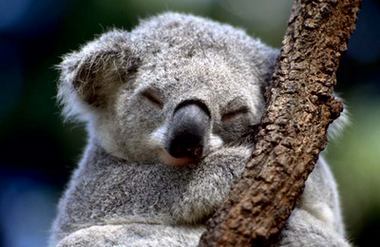 Коала – фото, описание, ареал, питание, разможение, популяция