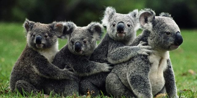 Коала – фото, описание, ареал, питание, разможение, популяция