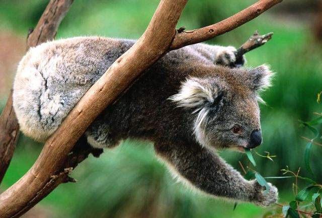 Коала – фото, описание, ареал, питание, разможение, популяция