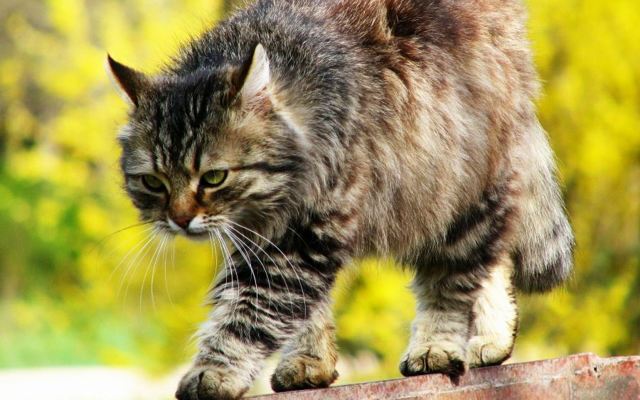 Когда стерилизовать кошку – возраст, причины, плюсы и минусы