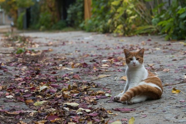 Кого выбрать, кота или кошку – советы и рекомендации